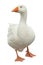 Domestic Goose Isolated