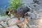 Domestic goose by the lake with leg rings