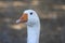 Domestic goose looks funny doing funny faces, white head with orange beak, farm long neck animals