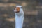 Domestic goose looks funny doing funny faces, white head with orange beak, farm long neck animals