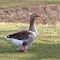 Domestic goose with an orange beak proudly standing