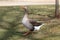 Domestic goose with an orange beak proudly walking.