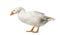 Domestic goose standing against white background