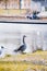 Domestic goose standing in the lush, grassy park in Sweden