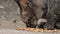Domestic gray cat eating preserved food