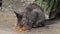 Domestic gray cat eating preserved food