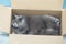 A domestic gray cat rests in a cardboard box. British purebred cat