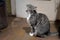 Domestic gray cat yawns with open mouth sitting on the floor