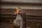Domestic gray geese village of Anser cygnoides domesticus. Bird portrait, bright orange beak, livestock concept, horizontal