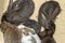 Domestic gray rabbits huddled on the sand in the cage.