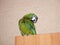 Domestic green parrot at the city apartments