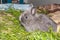Domestic grey baby Jersey Wooly rabbit eating and sleepin