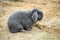 Domestic grey rabbit, animal breeding, agriculture, farming