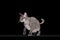 domestic grey sphynx cat jumping