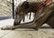 Domestic greyhound on the street