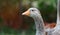 Domestic Greylag goose - big bird on a hobby farm in Ontario, Canada.