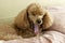 A domestic grooming apricot poodle lies on the bed on a pillow and yawns