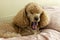 A domestic grooming apricot poodle lies on the bed on a pillow and yawns