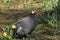 Domestic guinea fowl in a grassy meadow, surrounded by colorful blooms