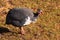 Domestic guinea fowl, or pearl hen, a domesticated form of the helmeted guineafowl Numida meleagris on green grass