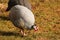 Domestic guinea fowl, or pearl hen, a domesticated form of the helmeted guineafowl Numida meleagris on green grass