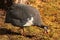 Domestic guinea fowl, or pearl hen, a domesticated form of the helmeted guineafowl Numida meleagris on green grass