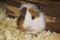 Domestic guinea pig