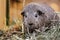 Domestic guinea pig with agouti fur color looking at camera.