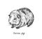 Domestic guinea pig Cavia porcellus, domestic cavy standing, hand drawn gravure style, vector sketch illustration