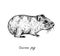 Domestic guinea pig Cavia porcellus,  domestic cavy standing side view, hand drawn gravure style, vector sketch illustration