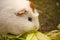 Domestic guinea pig / Cavia porcellus eating salat