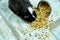 Domestic guinea pig or cavy eating dry grain food from metal bowl at home, domestic pet feeding cavy,  Funny pet