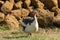 Domestic guineafowl, aka Pearl hen, Numida meleagris