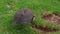 Domestic guineafowl feeding on barnyard at poultry farm