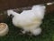 Domestic hairy white chicken on grass