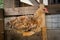 Domestic Hen Sit On Perch In Barn.