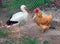 Domestic hen, wild stork bird chat across rabitsa grid fence