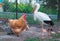 Domestic hen, wild stork bird communicate across rabitsa grid fe