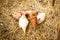 Domestic Hens Rest On Hay Inside In Barn Top View
