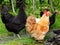 Domestic Hens And Roosters In Ireland