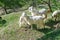 The domestic himachal goats in apple garden