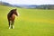 Domestic horse on a field