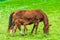Domestic horse with foal graze on a green lush meadow in the Caucasus