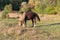 A domestic horse grazes in a meadow near the forest on a clear summer day