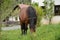 Domestic horse on village pasture