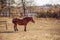 Domestic Horses - Beautiful red horses on farm