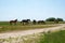 Domestic horses in pasture on sunny day
