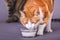 Domestic house cat drinking milk from glass bowl in studio portrait