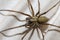 Domestic house spider