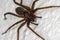 Domestic house spider with long legs